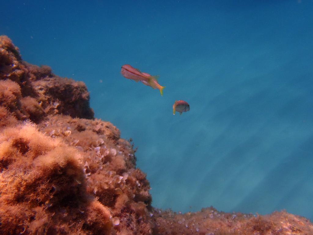 Le Casette Sul Mare Capo Vaticano Ngoại thất bức ảnh